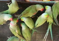 human behavior is mostly to blame for the decline into locally endangered status of parakeets photo anadolu agency human behavior is mostly to blame for the decline into locally endangered status of parakeets photo anadolu agency