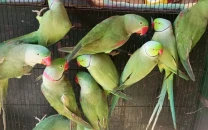 punjab mandates parrot registration to curb smuggling
