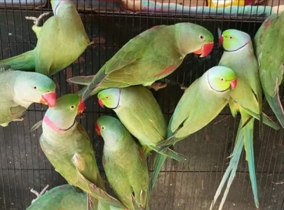 pakistan s parakeet populations face extinction threat amid illegal trade deforestation pakistan s parakeet populations face extinction threat amid illegal trade deforestation