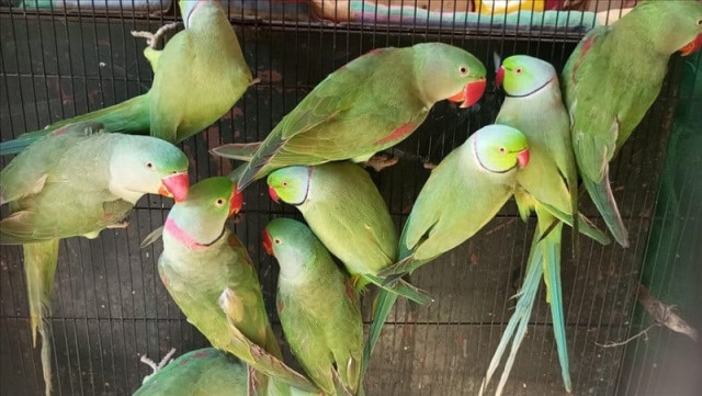 pakistan s parakeet populations face extinction threat amid illegal trade deforestation pakistan s parakeet populations face extinction threat amid illegal trade deforestation