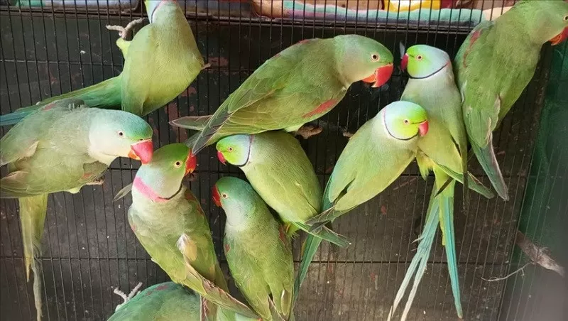 pakistan s parakeet populations face extinction threat amid illegal trade deforestation pakistan s parakeet populations face extinction threat amid illegal trade deforestation