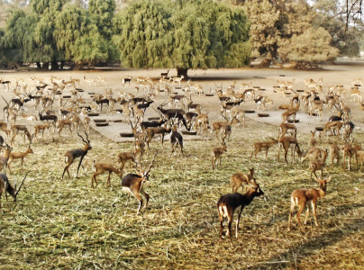 wildlife conservation deer stolen from national park recovered