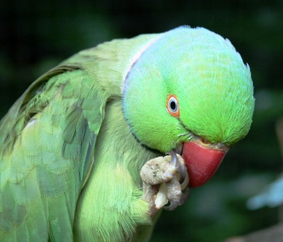 parrots tend to be left handed study