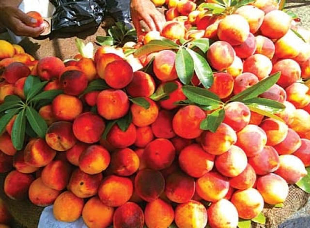 devastation call for revival of swat agriculture devastation call for revival of swat agriculture