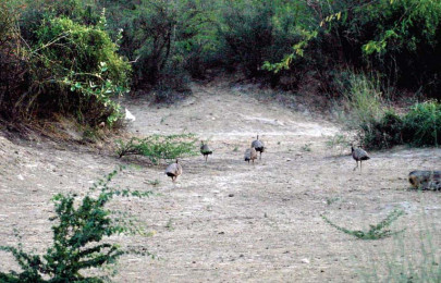 signature campaign underway to preserve ecological balance in tharparkar stop people from cutting trees