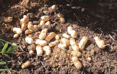 i grow peanuts do you