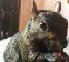 peanut the squirrel euthanized by new york wildlife officials due to rabies concerns peanut the squirrel euthanized by new york wildlife officials due to rabies concerns