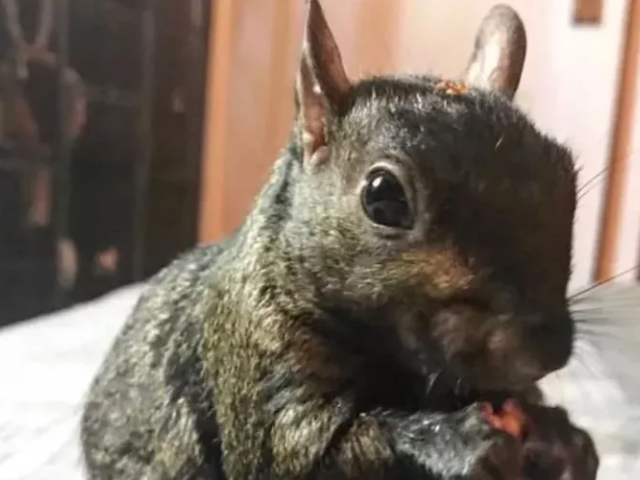 peanut the squirrel photo gofundme