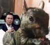 elon musk condemns government euthanization of peanut the squirrel sparks debate on animal rights elon musk condemns government euthanization of peanut the squirrel sparks debate on animal rights