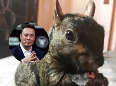 elon musk condemns government euthanization of peanut the squirrel sparks debate on animal rights elon musk condemns government euthanization of peanut the squirrel sparks debate on animal rights