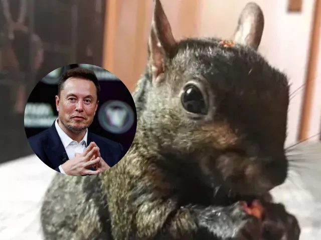 elon musk condemns government euthanization of peanut the squirrel sparks debate on animal rights elon musk condemns government euthanization of peanut the squirrel sparks debate on animal rights