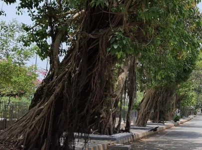 50 year old peepal tree finds new home 50 year old peepal tree finds new home