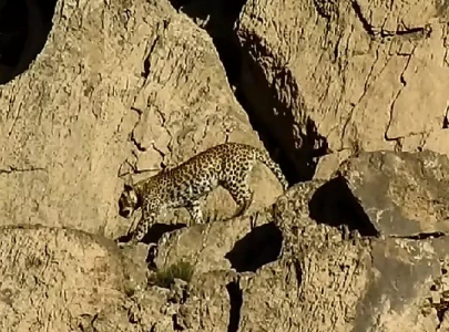 leopards kill domestic animals in kahuta