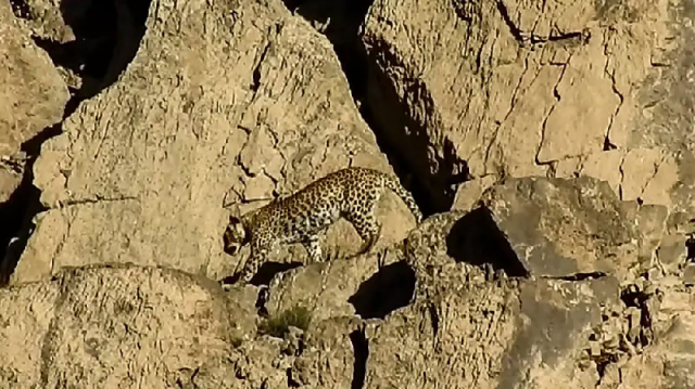 watch rare persian leopard pair sighted in balochistan watch rare persian leopard pair sighted in balochistan