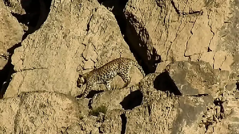 Rare Persian leopard pair sighted in Pakistan - Vimarsana News