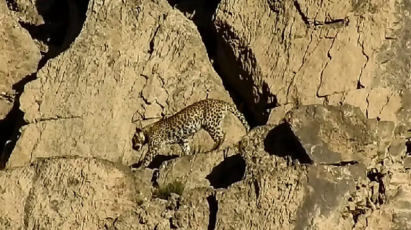 a senior conservation official in balochistan said there was no previous record of the rare persian leopard ever being sighted in pakistan photo afp