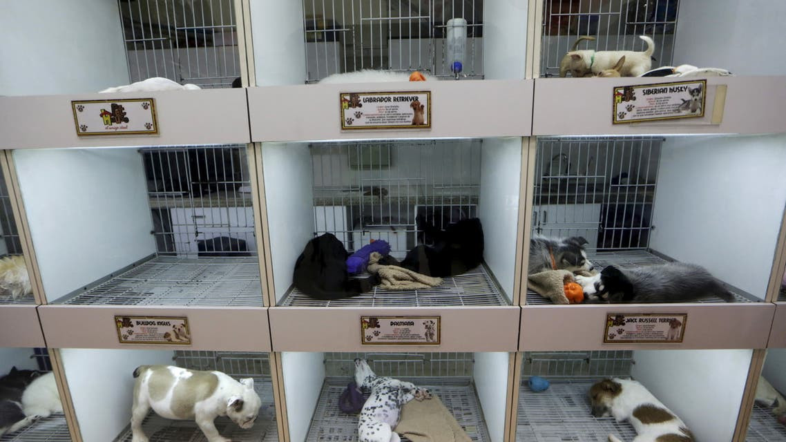 this file photo shows puppies of different breeds rest inside cages at a pet shop photo reuters file