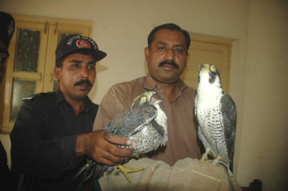 fowl play 2 men arrested for smuggling