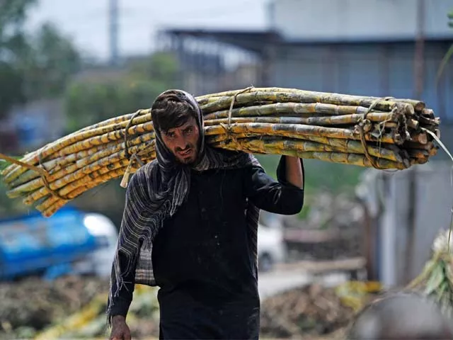 a labourer carries sugarcane photo afp a labourer carries sugarcane photo afp