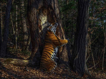 picture of tiger hugging tree wins 2020 wildlife photographer award