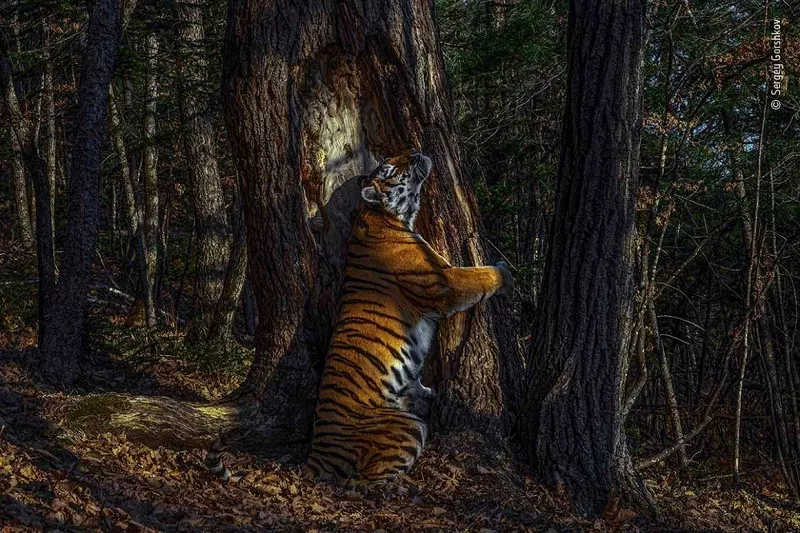 the embrace by sergey gorshkov took this year s wildlife photographer of the year grand title at the natural history museum photo courtesy london s natural history museum the embrace by sergey gorshkov took this year s wildlife photographer of the year grand title at the natural history museum photo courtesy london s natural history museum