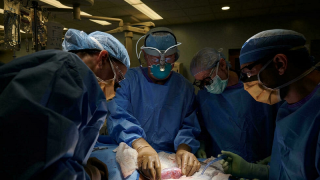 in this september 25 2021 image courtesy of nyu langone health the surgical team examines the genetically engineered pig kidney for signs of rejection photo afp in this september 25 2021 image courtesy of nyu langone health the surgical team examines the genetically engineered pig kidney for signs of rejection photo afp