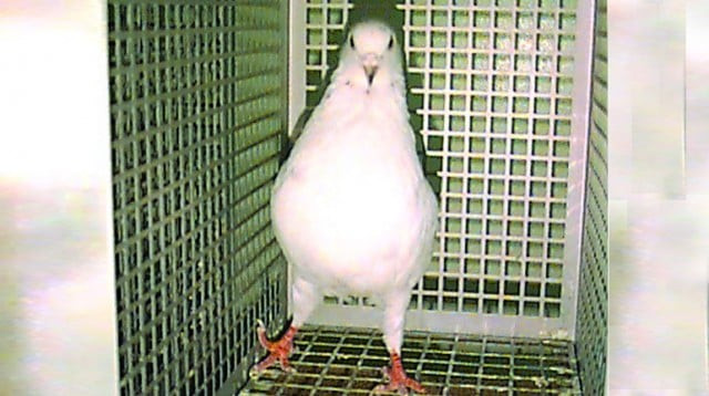 pigeon held in india for spying for pakistan pigeon held in india for spying for pakistan