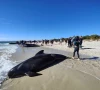 people walk near whales stranded on a beach at toby s inlet dunsborough australia april 25 2024 photo reuters