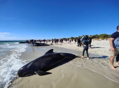 more than 100 pilot whales stranded in western australia experts say more than 100 pilot whales stranded in western australia experts say