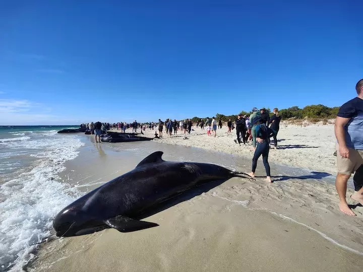 people walk near whales stranded on a beach at toby s inlet dunsborough australia april 25 2024 photo reuters people walk near whales stranded on a beach at toby s inlet dunsborough australia april 25 2024 photo reuters