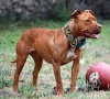 dog biting fear in us aggressive san diego pitbull shot after biting officer dog biting fear in us aggressive san diego pitbull shot after biting officer