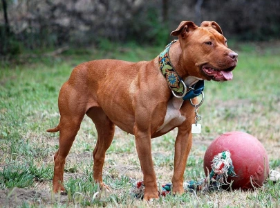 dog biting fear in us aggressive san diego pitbull shot after biting officer dog biting fear in us aggressive san diego pitbull shot after biting officer