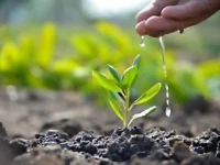 k p to plant 1 4m saplings on independence day