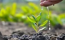 plantation drive launched