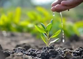 one person one tree drive begins