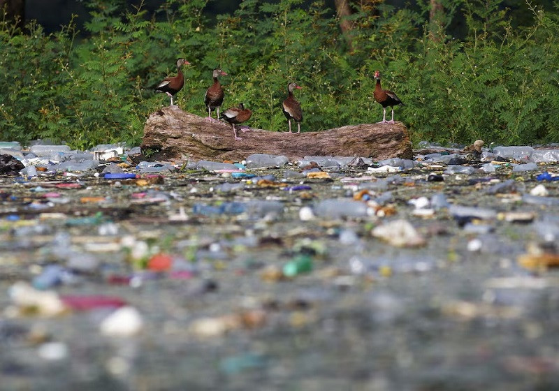 Black-bellied Whistling-Ducks (Dendrocygna autumnalis) stand on a log as plastic bottles and trash float on the the El Cerron Grande reservoir in Potonico, El Salvador September 8, 2022. PHOTO: REUTERS