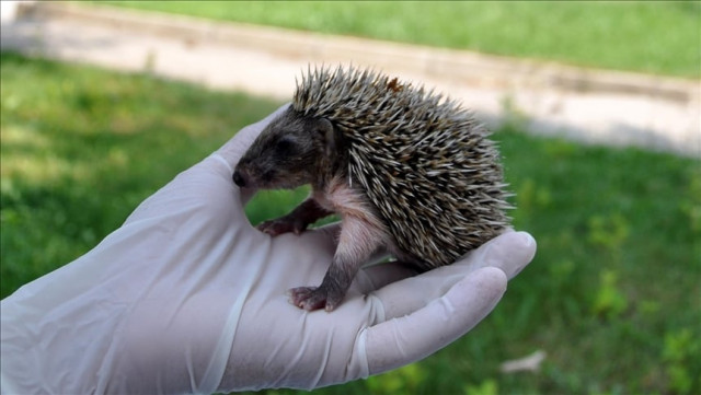 man arrested for hunting porcupine in swabi man arrested for hunting porcupine in swabi