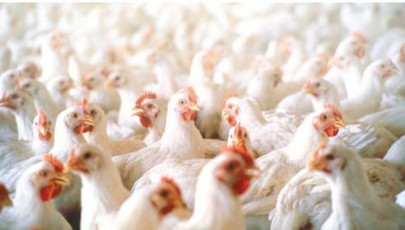 poultry industry struggles to grow independent
