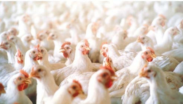 poultry industry struggles to grow independent poultry industry struggles to grow independent