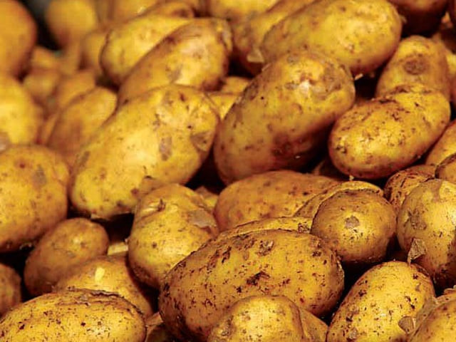 potato traders eye drought hit russia potato traders eye drought hit russia