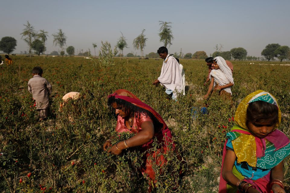 A family harvests red chili peppers in Kunri, Pakistan, February 24, 2022. Devastating floods across Pakistan in August and September after several years of high temperatures, have left chilli farmers struggling in a country heavily dependent on agriculture, where officials have estimated $40 billion of flood damages. 
