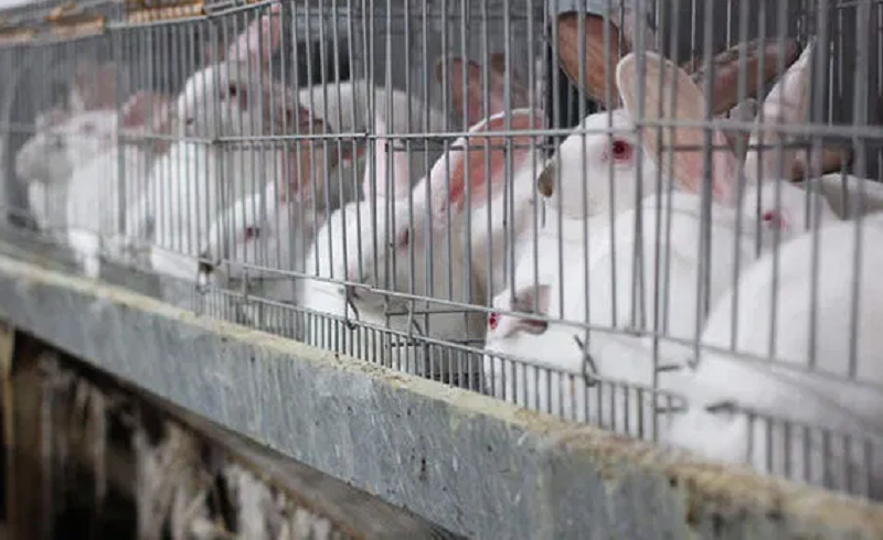 After poultry programme, PTI govt launches rabbit farming in G-B - Vimarsana News