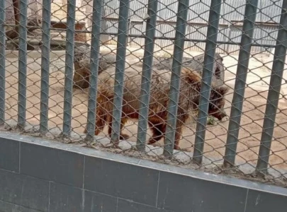 suffered enough calls grow to save distressed bear in karachi zoo suffered enough calls grow to save distressed bear in karachi zoo