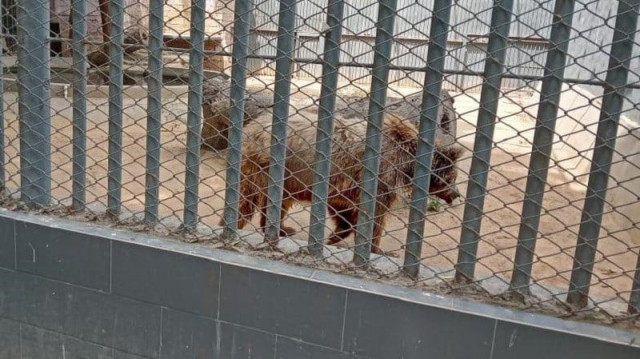 languishing in a barren cage rano was brought to the karachi zoo in 2017 photo anadolu agency languishing in a barren cage rano was brought to the karachi zoo in 2017 photo anadolu agency