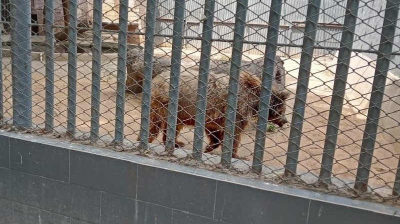 languishing in a barren cage rano was brought to the karachi zoo in 2017 photo anadolu agency