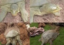 two suspects held for poaching rare turtles