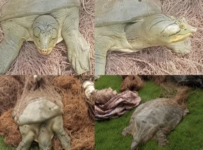two suspects held for poaching rare turtles two suspects held for poaching rare turtles