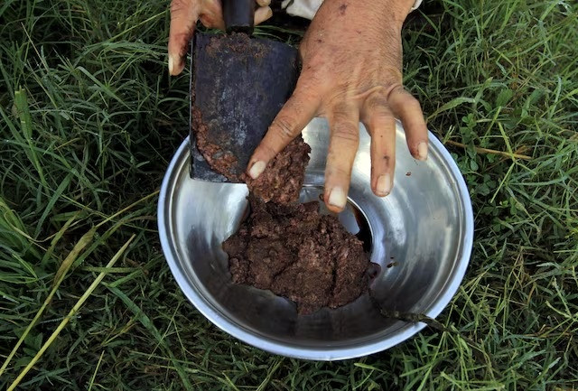 raw opium from a poppy head is seen at a poppy farmer s field on the outskirts of jalalabad april 28 2015 photo reuters