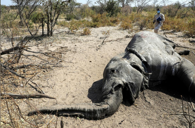 dr wave kashweeka principal veterinary officer stands over the carcass of an elephant found near seronga in the okavango delta botswana photo reuters file dr wave kashweeka principal veterinary officer stands over the carcass of an elephant found near seronga in the okavango delta botswana photo reuters file