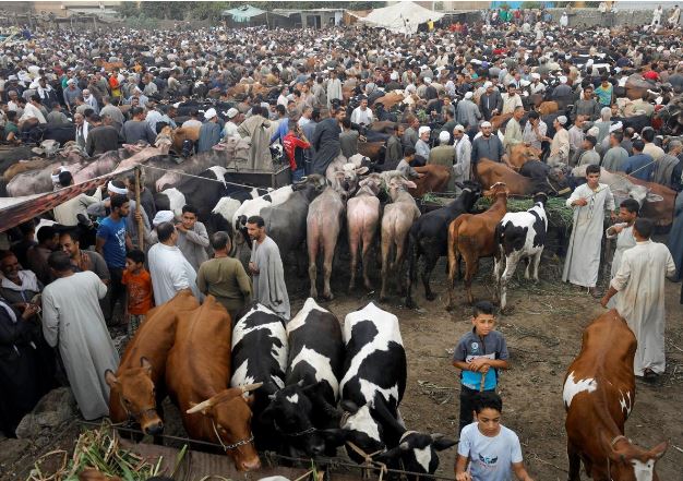 egyptians crowd livestock market ahead of eid holiday despite coronavirus